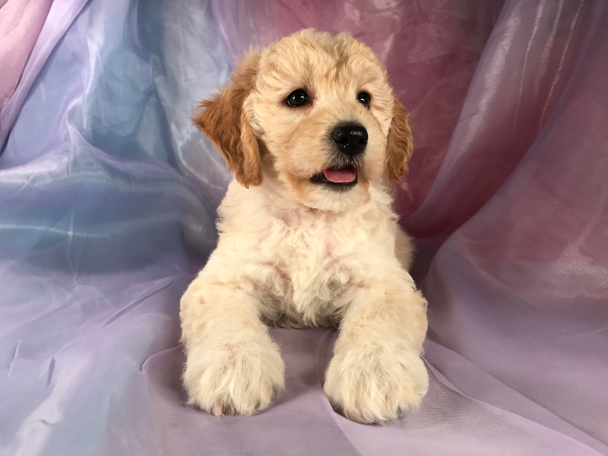 Female Miniature Goldendoodle Puppy for Sale $1500